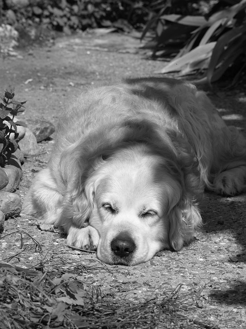 Free Dog Golden photo and picture