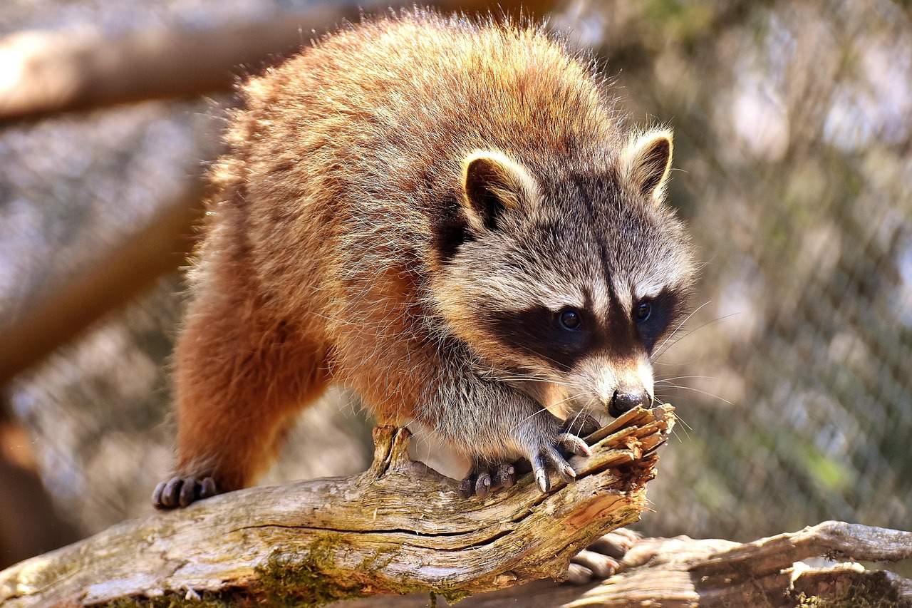 Oltre 400 Foto Procione Natura Gratis Pixabay Oltre 400 Foto Procione Natura Gratis Pixabay