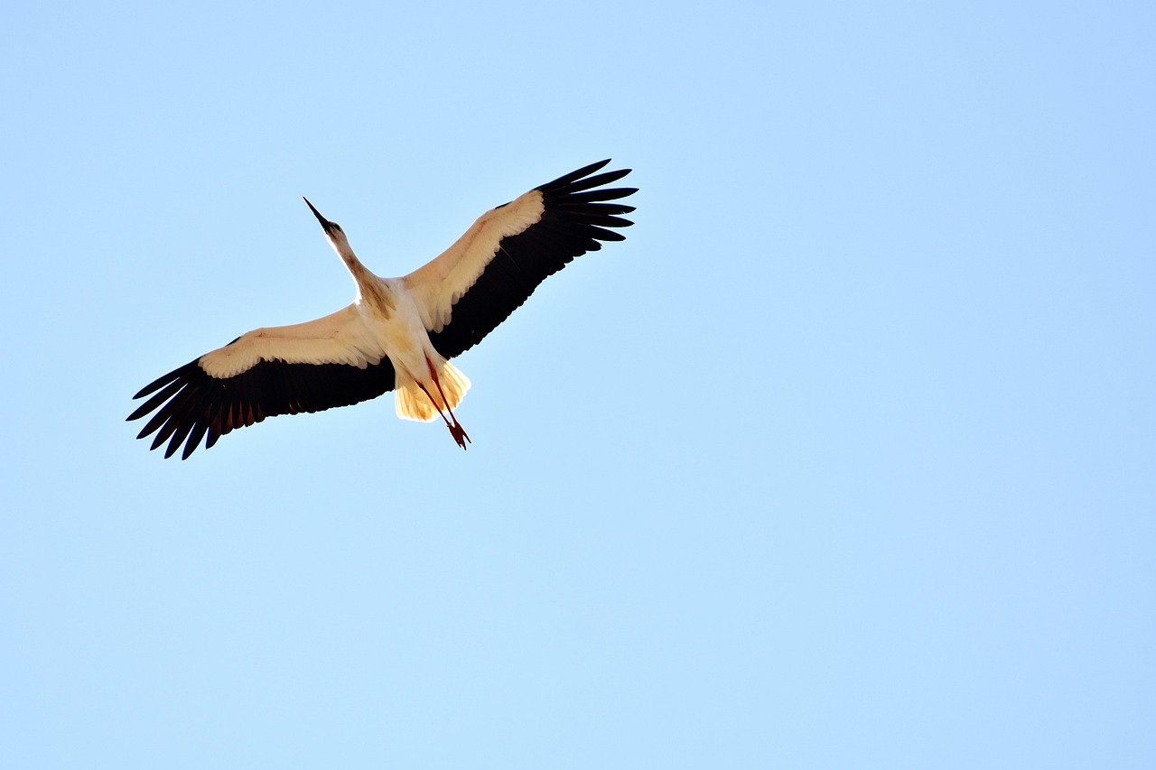 Stork - free online jigsaw puzzle photo