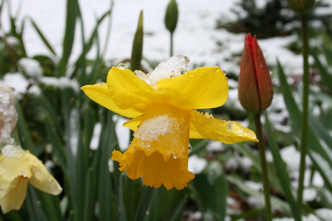 Daffodils Snow Free photo on Pixabay