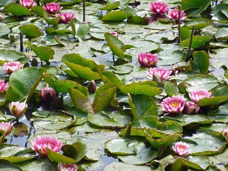 Teichrosen, Seerosen, Rosa