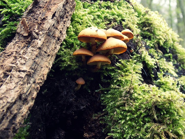 Free Forest Mushrooms photo and picture