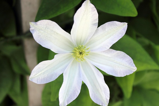 Free Flower White Flower photo and picture