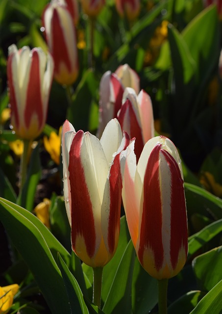 Free Tulips Tulipa photo and picture