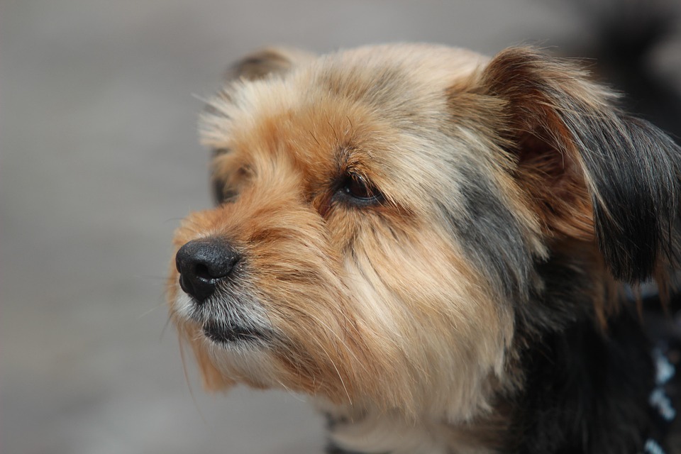 Free photo Yorkshire Terrier, Dog, Portrait Free Image on Pixabay