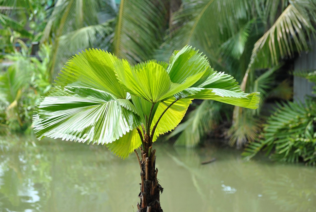 Thailand Water Palm Tree Lat Free photo on Pixabay Pixabay