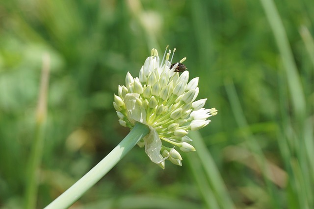 Free Flowering Vegetables Spring Onion photo and picture