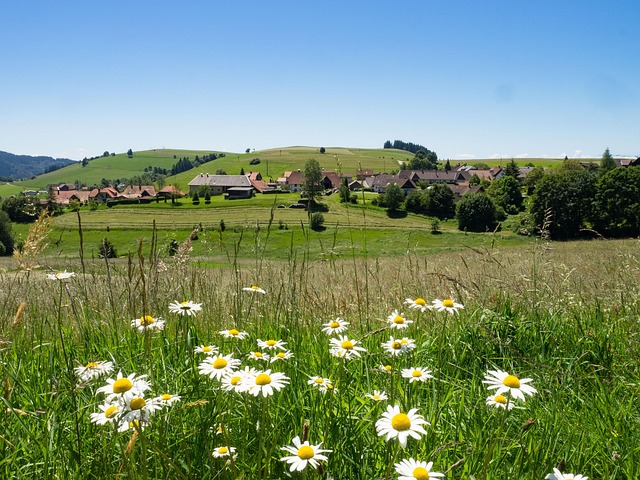 Tyskland, Black Forest, Sort Skov