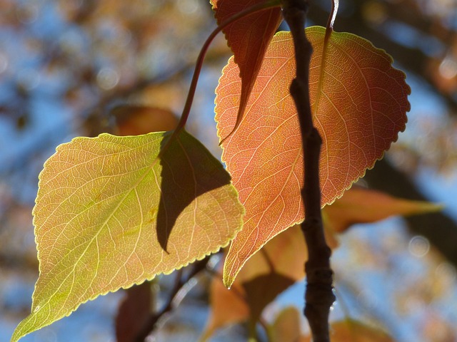 杨树 叶 爆发 - Pixabay上的免费照片 - Pixabay