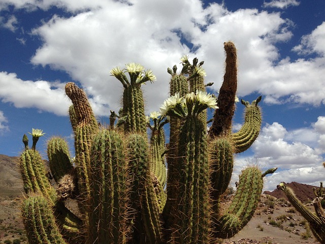 Free Cactus Flower photo and picture