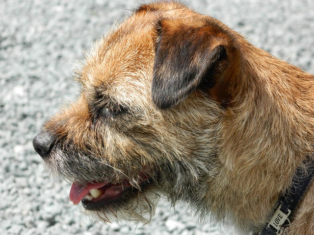 Hund, Haustier, Niedlich, Tier