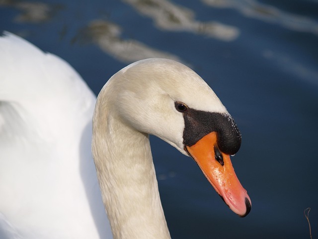 Free Bird Swan photo and picture