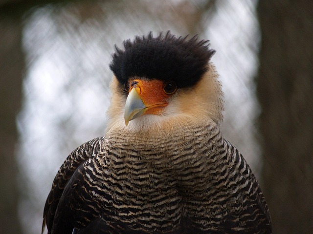 Free Falcon Bird photo and picture