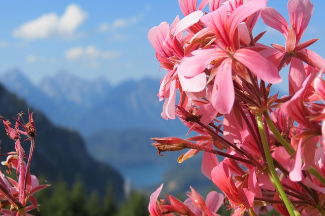 Rosa, Blau, Blume, Berg, See, Landschaft