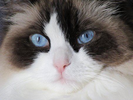 Gato, Ragdoll, Mirada, Azul