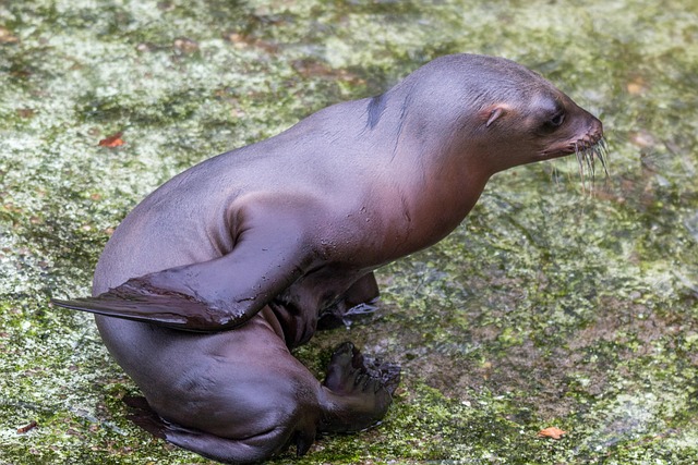 加利福尼亚海狮 海狮 幼兽 - Pixabay上的免费照片 - Pixabay