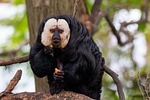 face white saki, monkey, primate