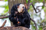face white saki, monkey, primate