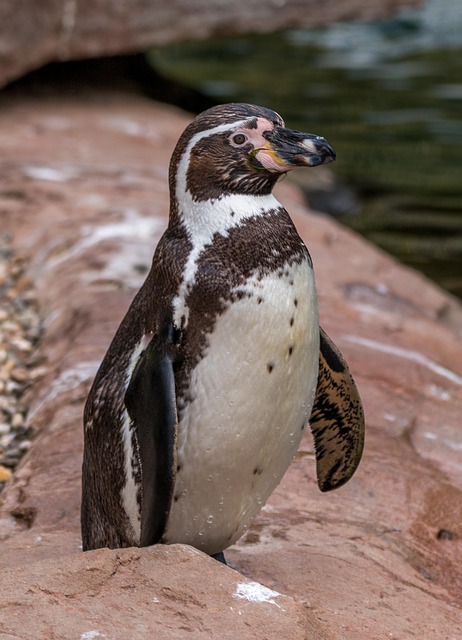 Free Humboldt Penguin Penguin photo and picture
