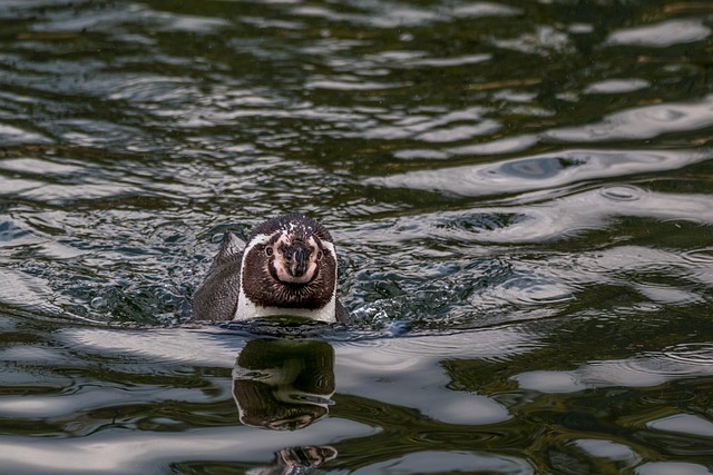Free Humboldt Penguin Swim photo and picture