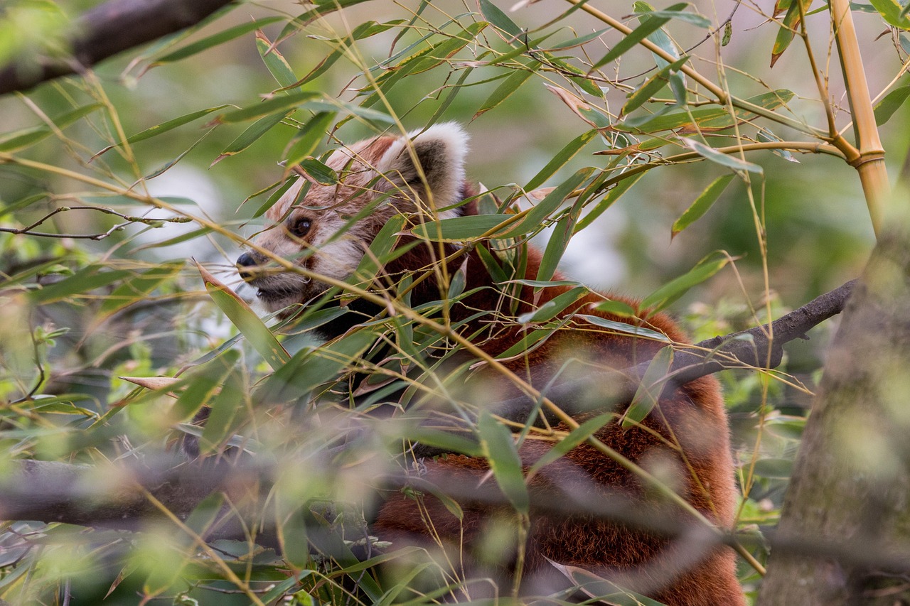 Little Panda Red - Free photo on Pixabay
