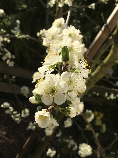 Pflaumenbaum, Pflaumenblüte, Morgensonne