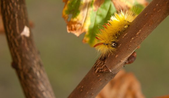 Free Maple Beef Owl Caterpillar photo and picture