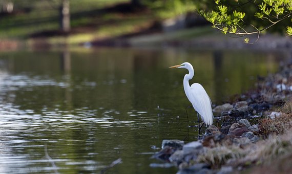 Egret, Fugl, Sølvhejre, Dyreliv, Næb, Sø