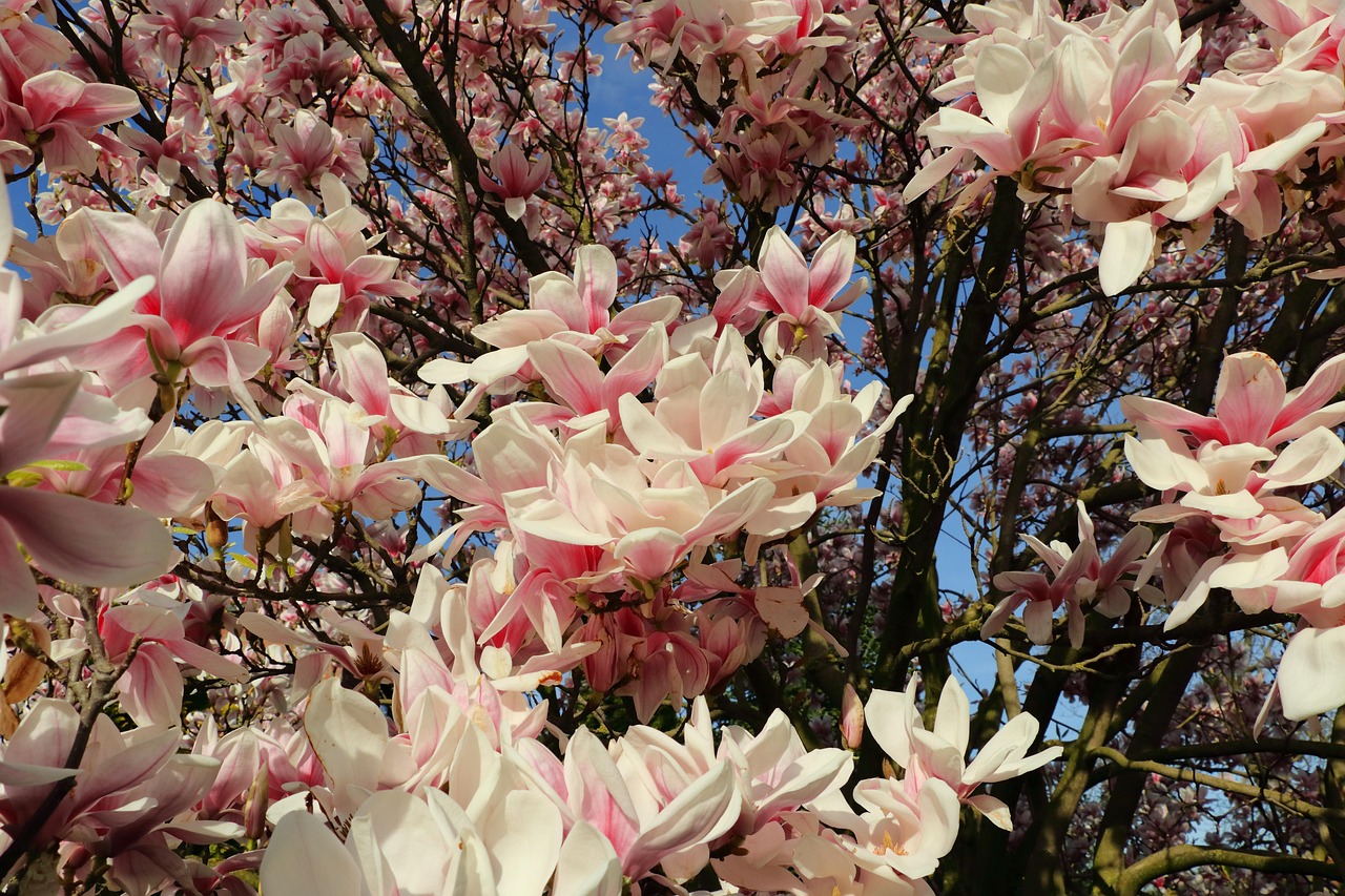 Magnolien Magnolienbaum Frühling Kostenloses Foto auf Pixabay Pixabay