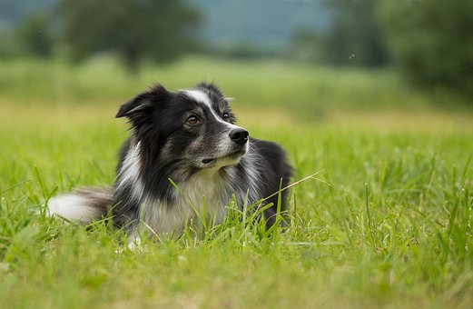 Perro Border Collie Vídeos graciosos de animales, imagen de Perro Border Collie