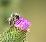 bee, thistle, rest