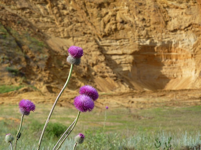 Blumen, Irina, Die Natur, Sommer, Schöne