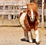 pony, run, cute