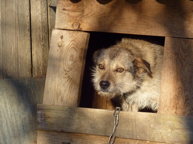 Hund, Irina, Sicherheit