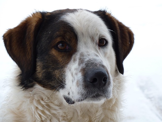 Hund, Irina, Sicherheit