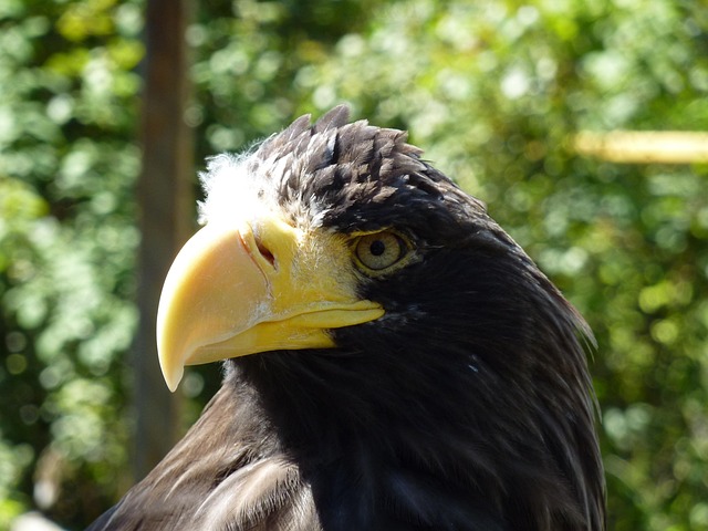 Die Natur, Vögel, Irina, Orlan, Schnabel