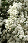 hawthorn, blossom, bloom