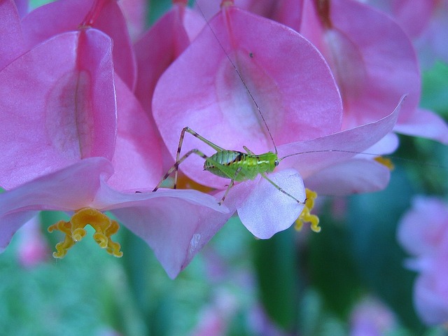 Free Bug Insect photo and picture
