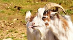 goat, tongue, funny