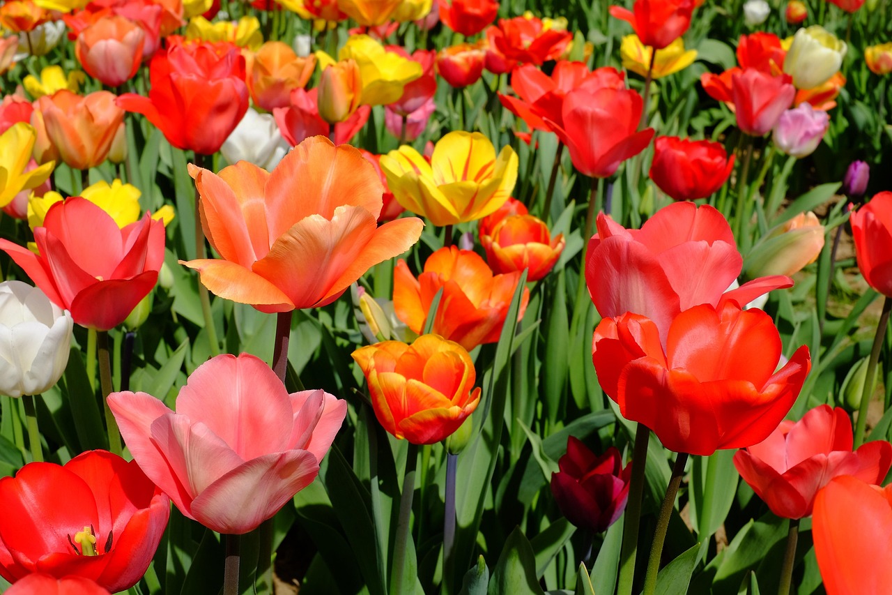 Tulips Flower Bloom Free photo on Pixabay Pixabay