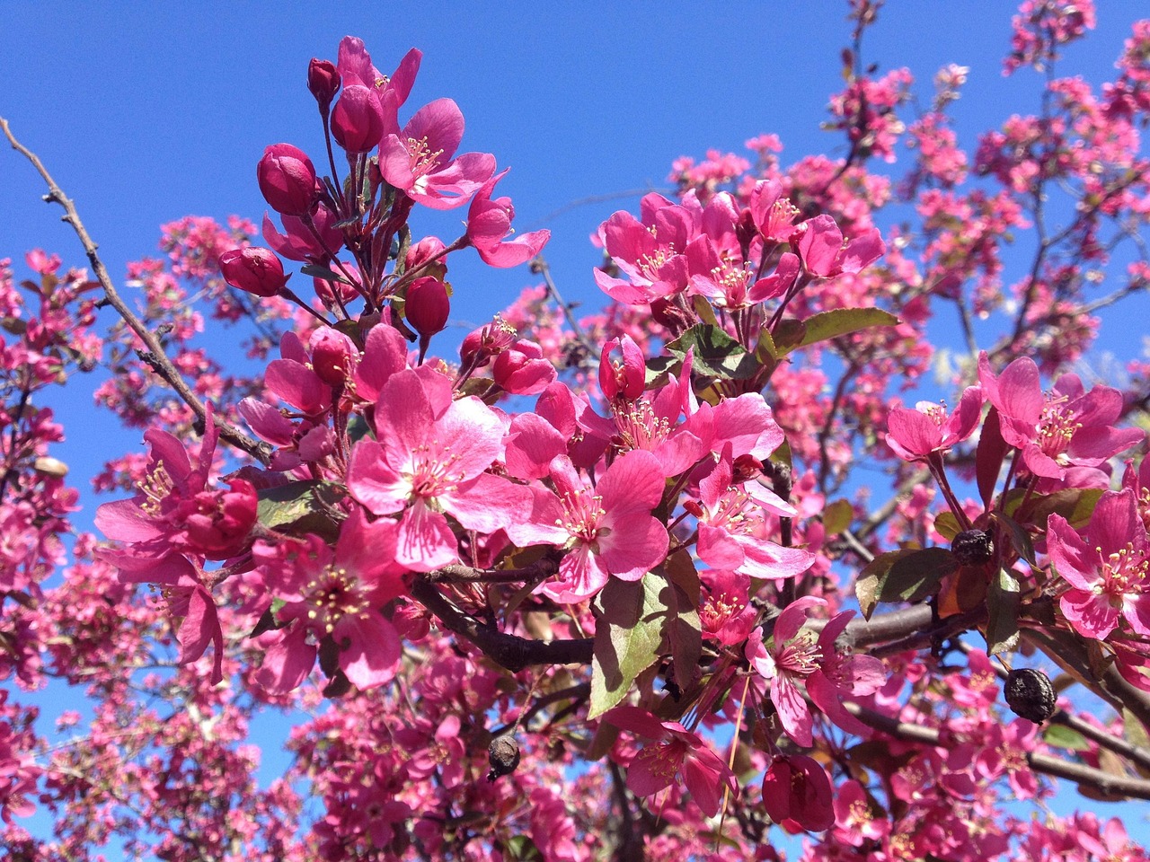 Dogwood Árvore Florida - Foto gratuita no Pixabay - Pixabay