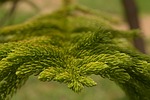 araucaria columnarispine, branches, prickly branches pine