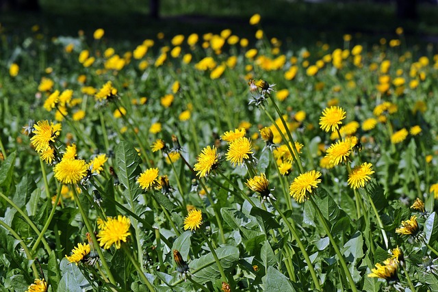 Free Sonchus Oleraceus Meadow photo and picture