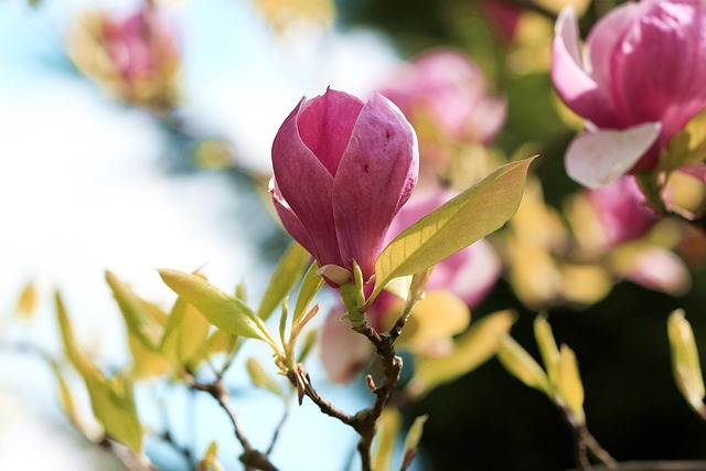 Free Magnolia Bud Of Magnolia photo and picture