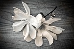 magnolia, flower, blossom