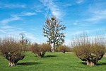 landscape, meadowlands, trees