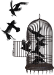 crow, bird cage, cage