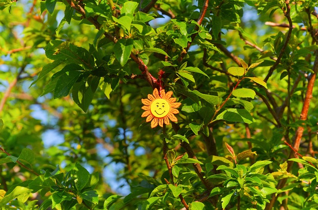 Free Summer Spring photo and picture