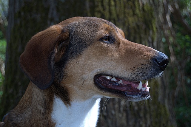 Free Dog Hybrid photo and picture