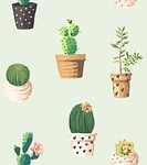 cacti, northeast, romantic